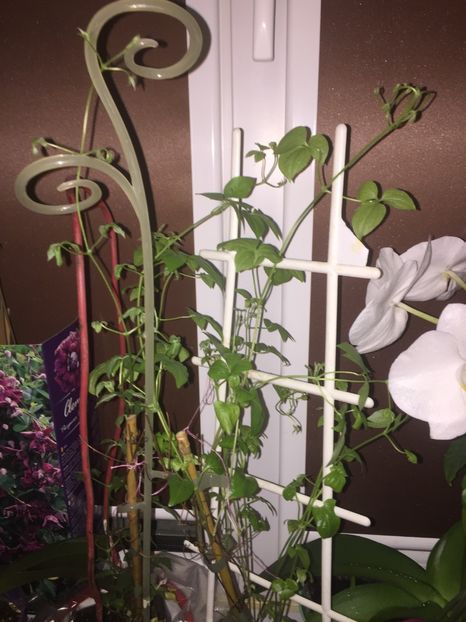  - Achizitii FLORI 2018