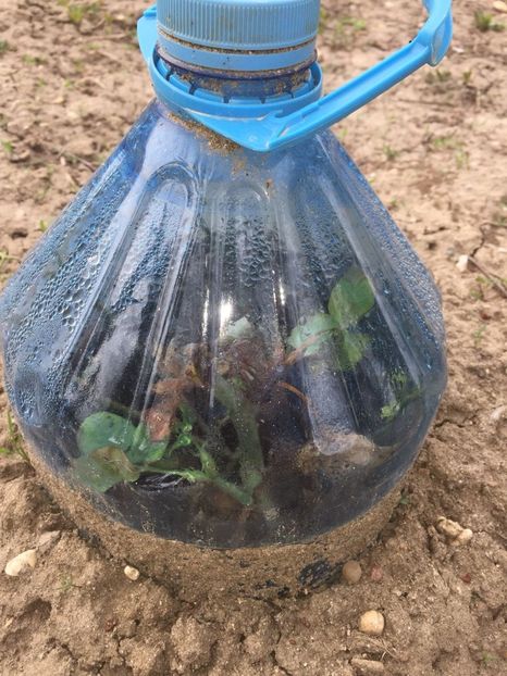 VJDE9935 - FLORILE MELE 2018