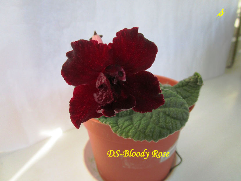 DS-Bloody Rose(4-05-2018) - Streptocarpusi 2018