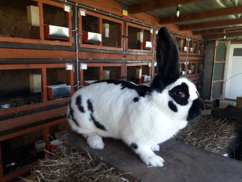 04 . 05 .2018. - A-IEPURI FLUTURE GERMAN