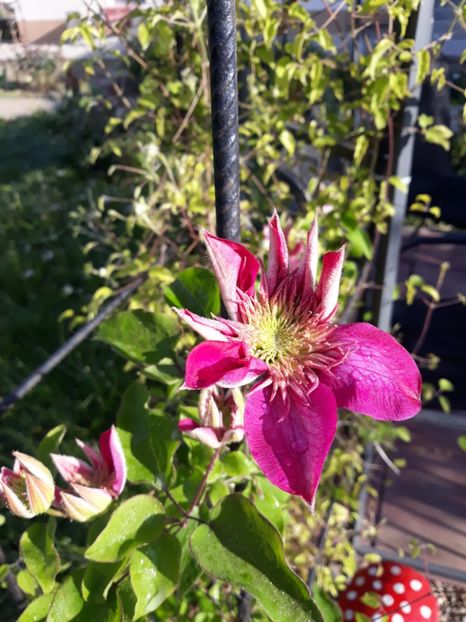  - 2018 clematis