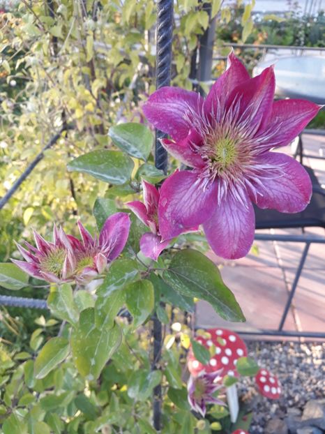  - 2018 clematis