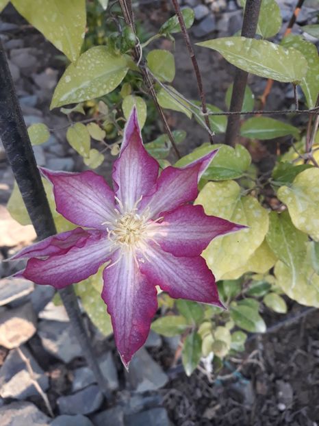  - 2018 clematis