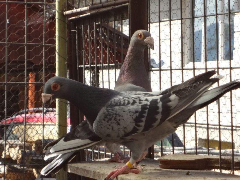 2018 - 05-VOIAJORI STIL VECHI 2016-2020