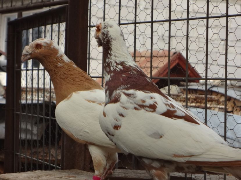 PERECHEA 16. - 05-VOIAJORI STIL VECHI 2016-2020