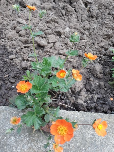  - Flori de gradina-2018 Primavara