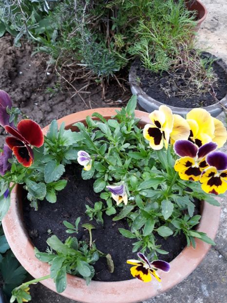  - Flori de gradina-2018 Primavara