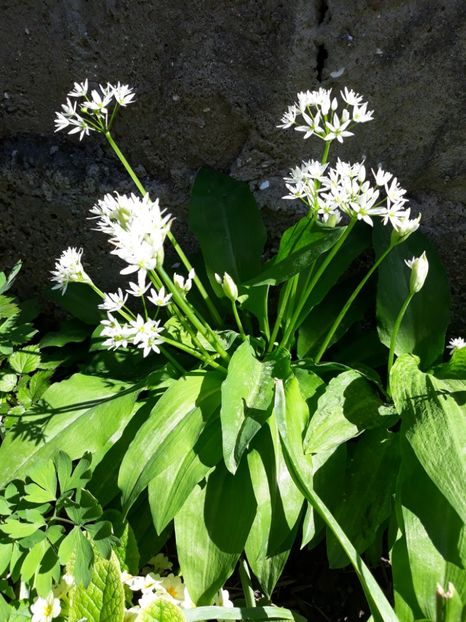  - Flori de gradina-2018 Primavara