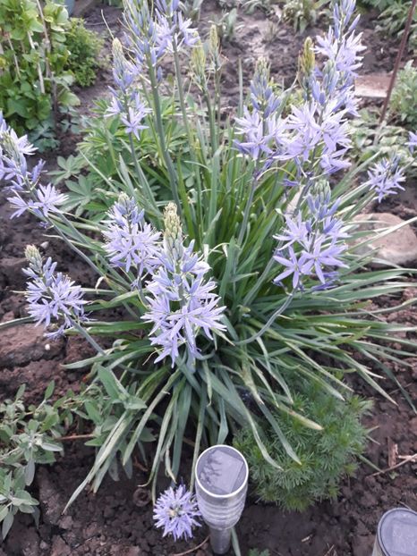  - Flori de gradina-2018 Primavara