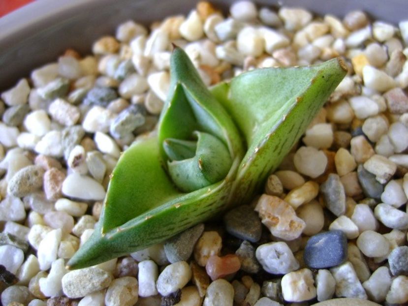 Agave pumila nana - Agave si Yucca 2018