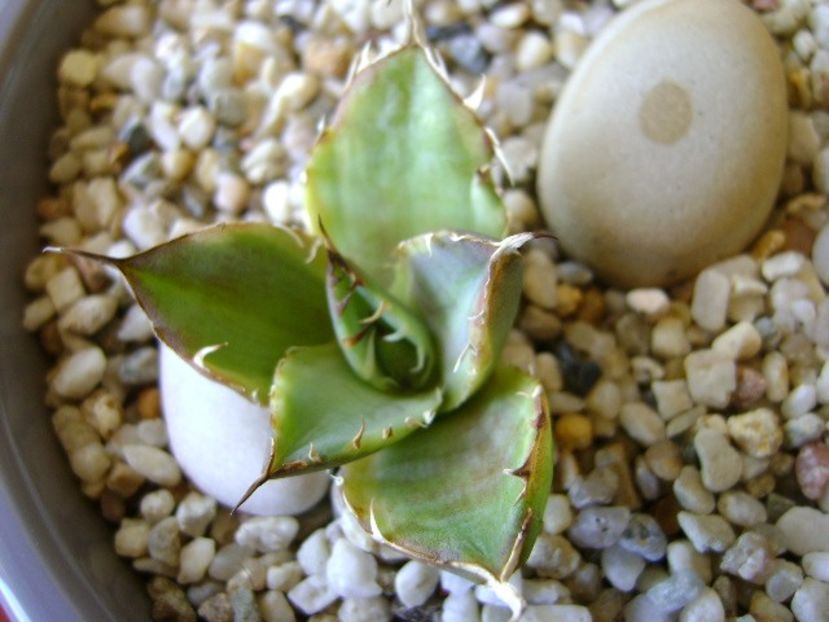 Agave titanota marginata - Agave si Yucca 2018