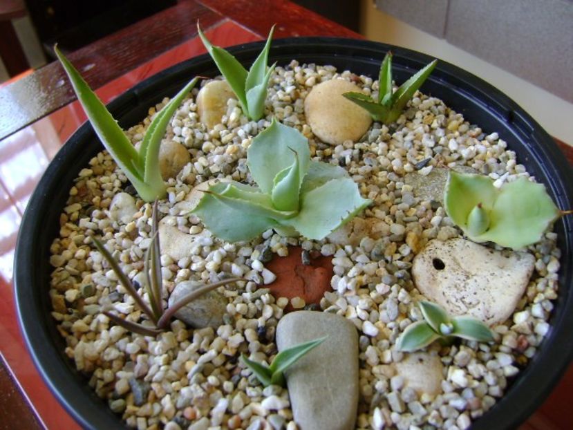 Grup de 8 lastari de agave - Agave si Yucca 2018