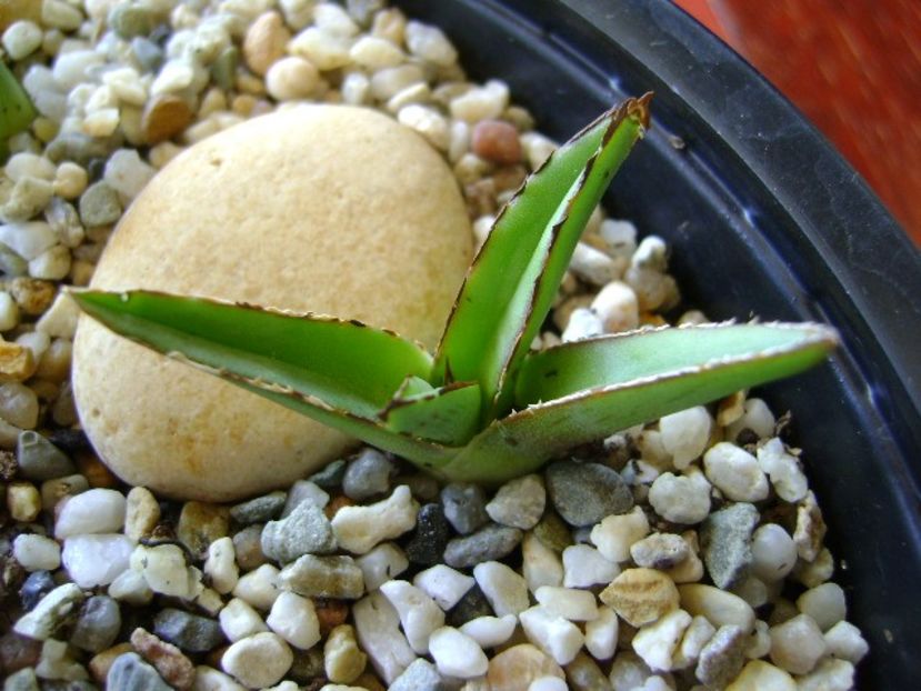 Agave victoria reginae - Agave si Yucca 2018