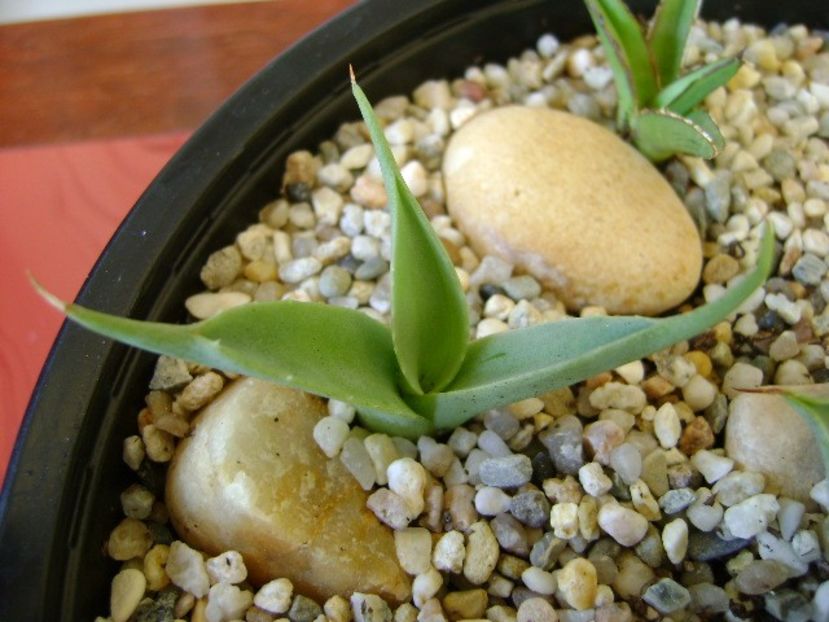 Agave sp. din seminte - Agave si Yucca 2018