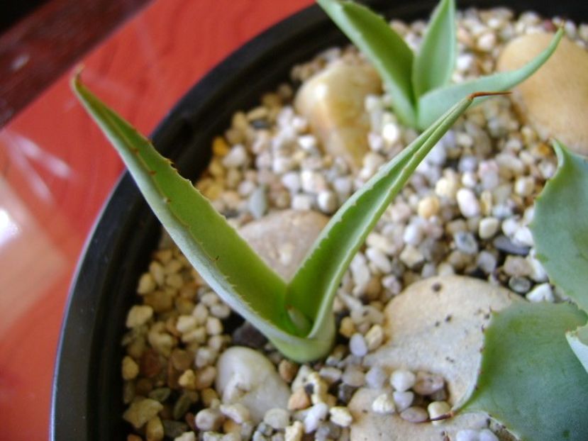 Agave sp. din seminte - Agave si Yucca 2018