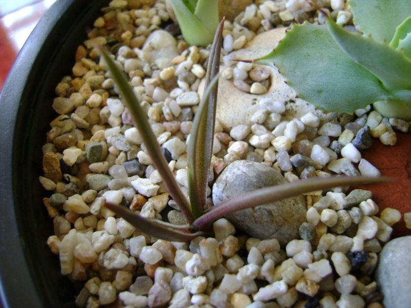 Agave sp. din seminte - Agave si Yucca 2018