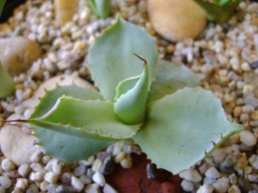 Agave guadalarajana minor - Agave si Yucca 2018