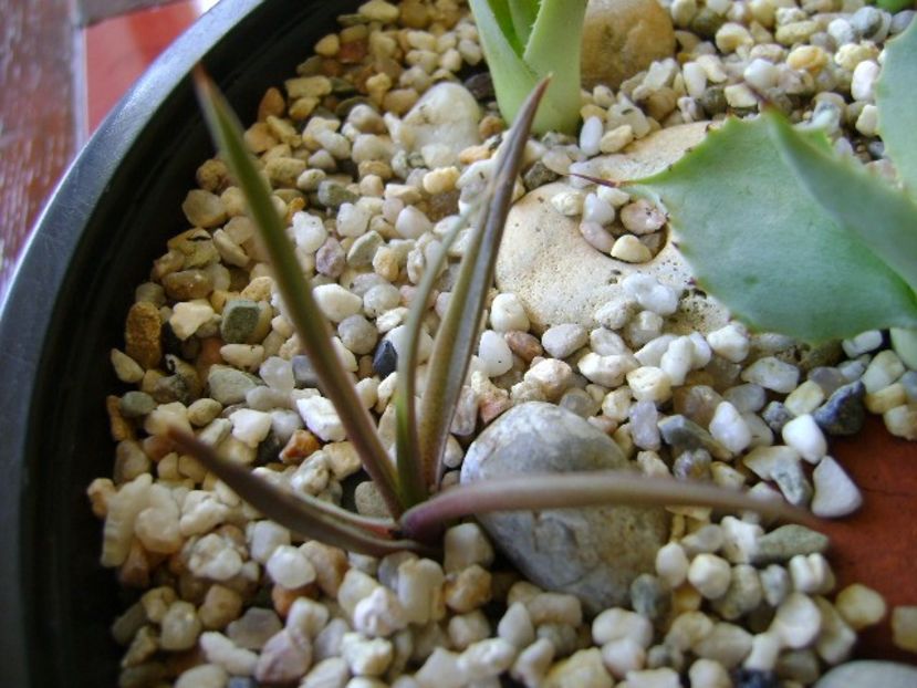 Agave sp. din seminte - Agave si Yucca 2018