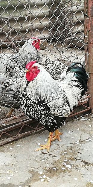  - Wiandotte argintiu