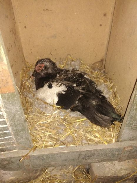 cuib CU rata - In asteptare 2k18