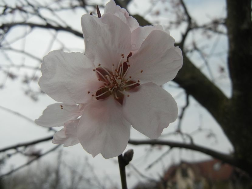 Prunus persica Davidii (2018, April 06) - Prunus persica Davidii