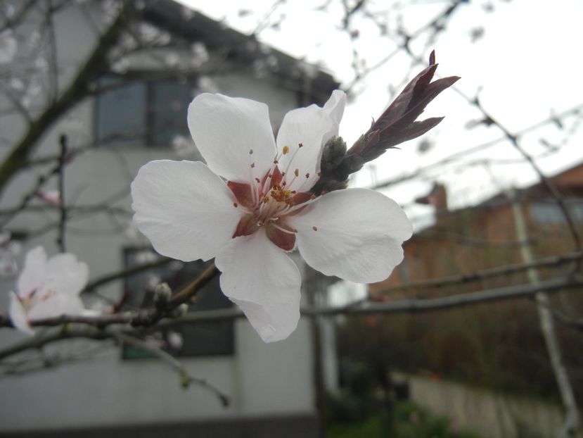 Prunus persica Davidii (2018, April 06) - Prunus persica Davidii