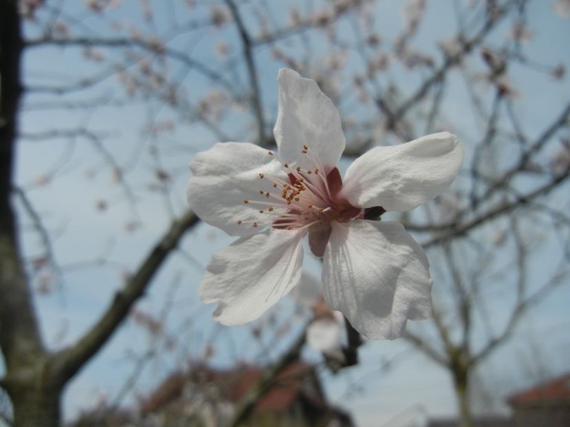 Prunus persica Davidii (2018, April 07) - Prunus persica Davidii