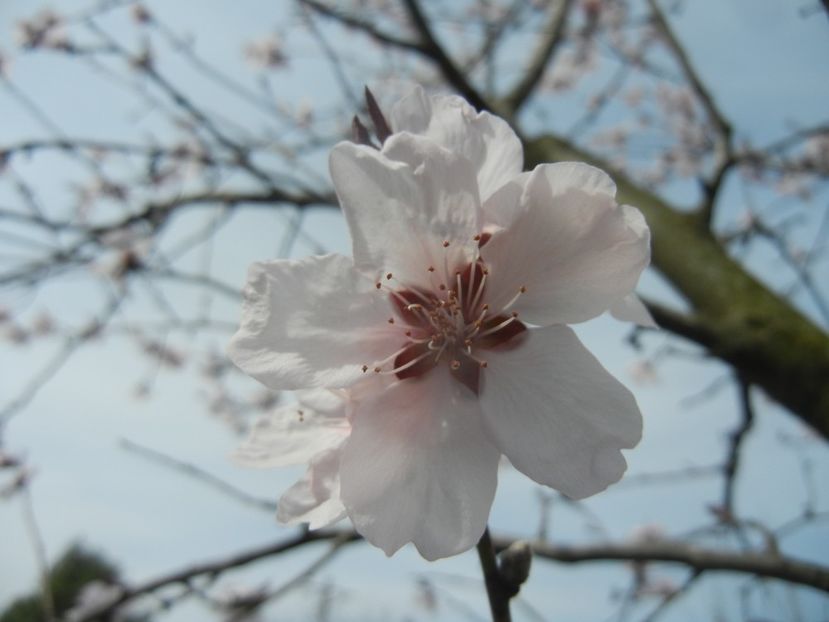 Prunus persica Davidii (2018, April 07) - Prunus persica Davidii