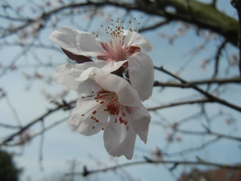 Prunus persica Davidii (2018, April 07) - Prunus persica Davidii