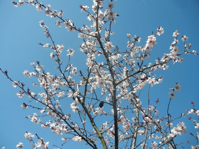 Prunus persica Davidii (2018, April 09) - Prunus persica Davidii