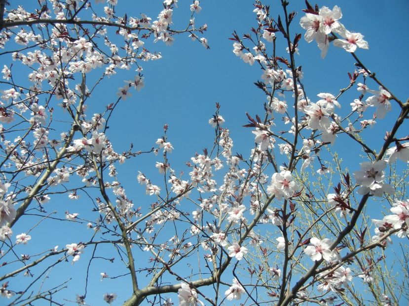 Prunus persica Davidii (2018, April 09) - Prunus persica Davidii