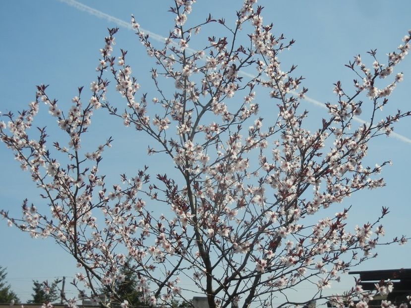 Prunus persica Davidii (2018, April 10) - Prunus persica Davidii
