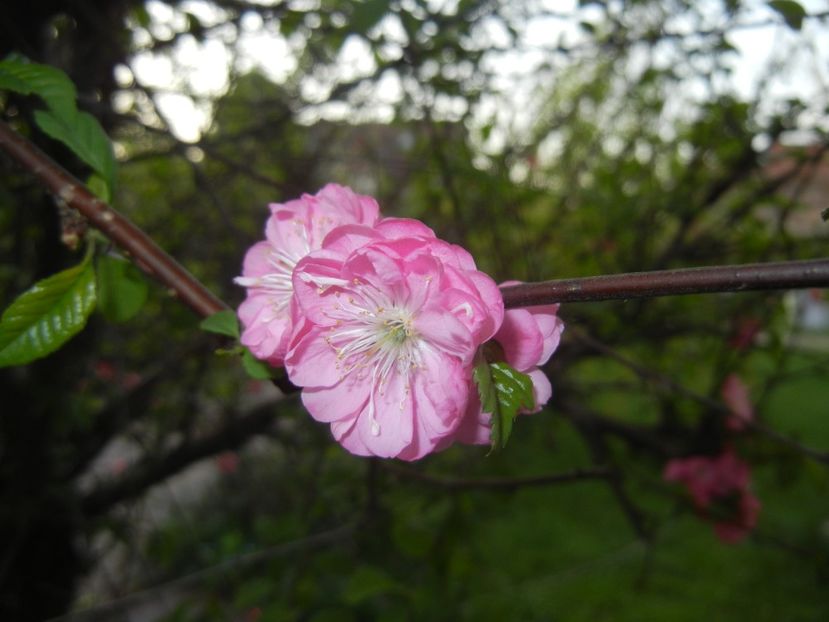 Prunus triloba (2018, April 13) - Prunus triloba