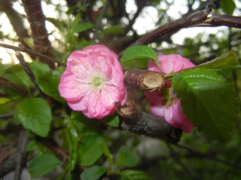 Prunus triloba (2018, April 13) - Prunus triloba