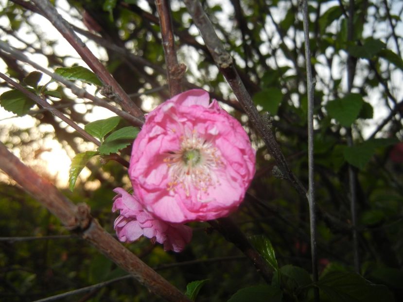 Prunus triloba (2018, April 13) - Prunus triloba