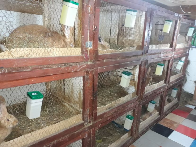  - ADAPOSTUL SI CUSTILE MELE