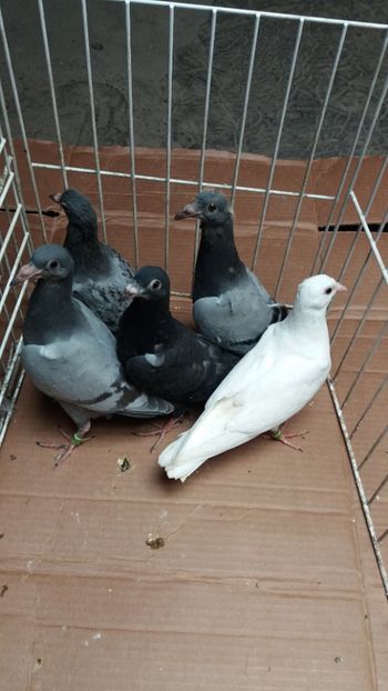 vanduti - De vanzare voiajori pui 2018