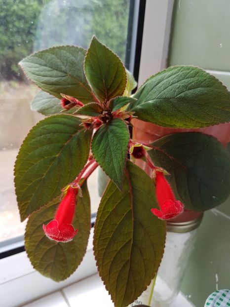 Kohleria rosie - Florile mele din Anglia
