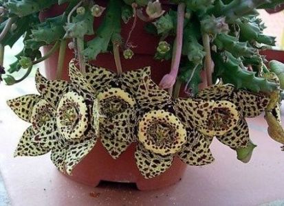 Orbea variegata - Stapeliade 2018