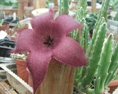 Stapelia grandiflora - Stapeliade 2018