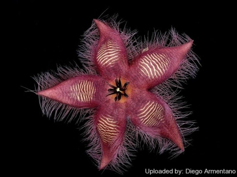 Stapelia gettleffii - Stapeliade 2018