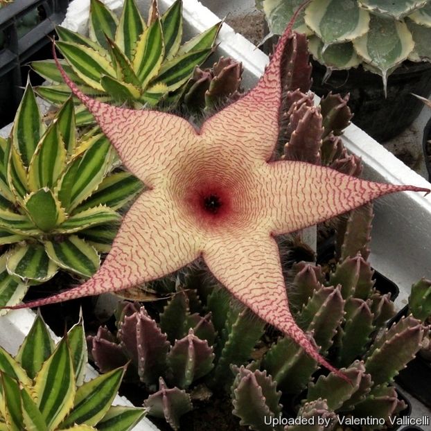 Stapelia hb. gigantea x grandiflora - Stapeliade 2018