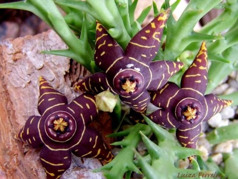 Orbea halipedicola - Stapeliade 2018