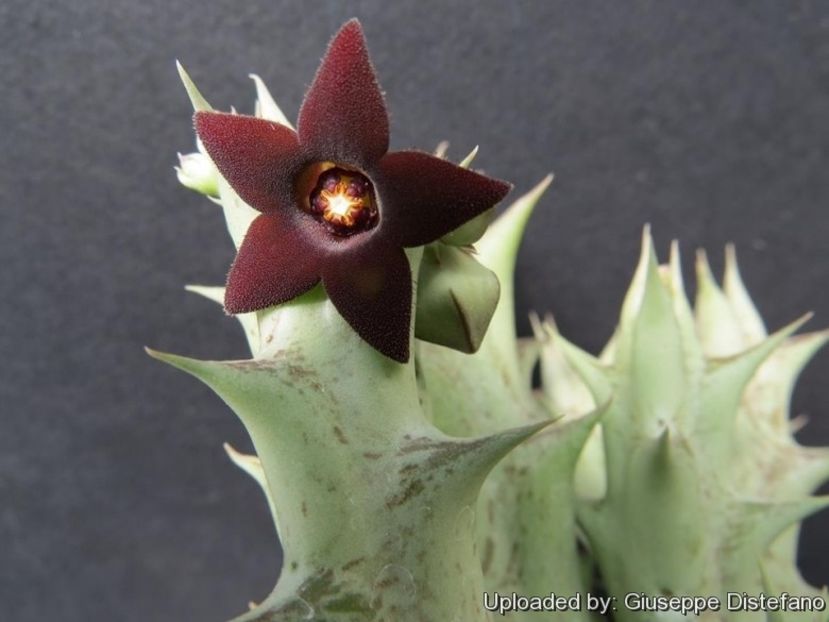 Orbea decaisneana hb. - Stapeliade 2018