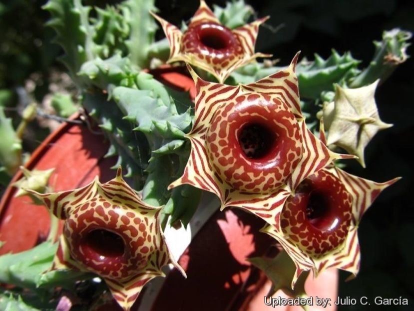 Huernia zebrina - Stapeliade 2018