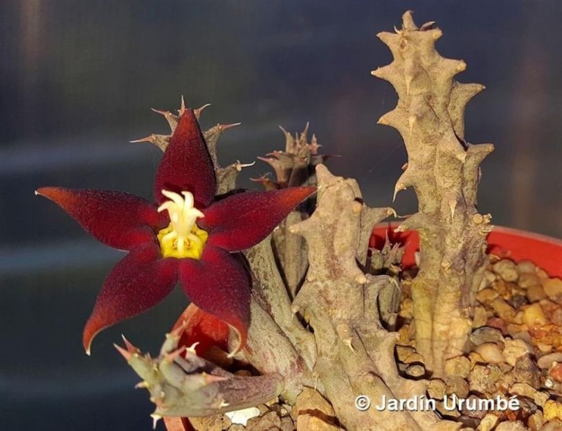 Piaranthus atrosanguineus - Stapeliade 2018