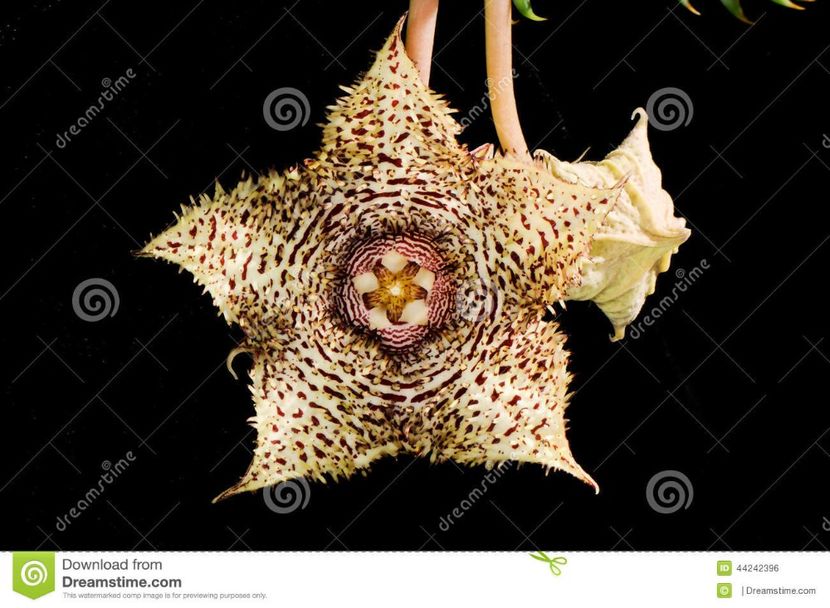 Huernia histrix - Stapeliade 2018