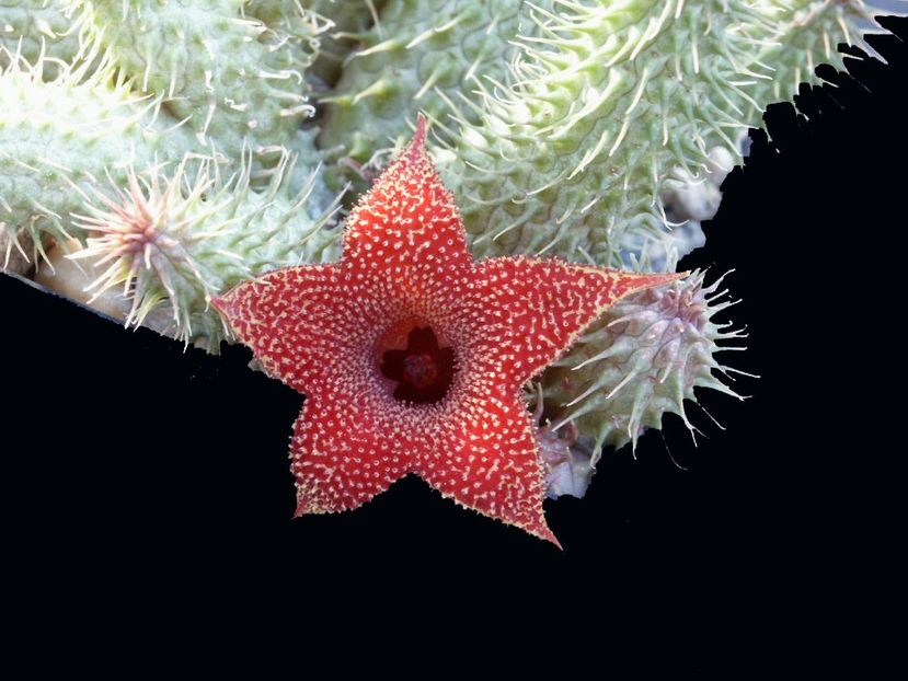 Huernia aspera - Stapeliade 2018