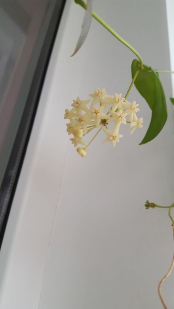 Hoya cagayanensis 3 - hoya cagayanensis