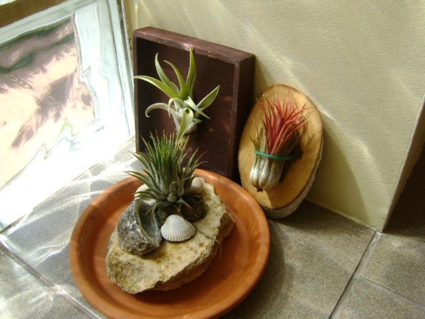 Grup de 3 tillandsia - Suculente 2018